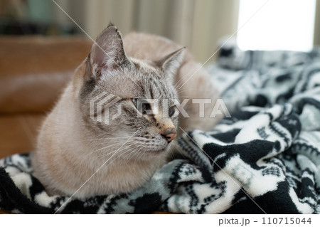 見つめる猫 110715044