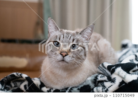 見つめる猫 110715049