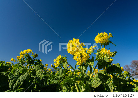 真冬の菜の花と快晴の空のコピースペース 110715127
