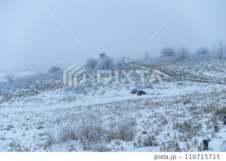 雪景色の高原の木道 雪景色の高原の木道 110715715