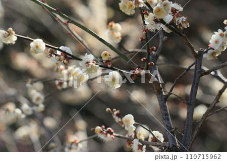 春の訪れを告げる梅の花  春風景 白梅 春の訪れを告げる梅の花  春風景 白梅 110715962