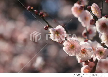 春の訪れを告げる梅の花  春風景 白梅 春の訪れを告げる梅の花  春風景 白梅 110715966