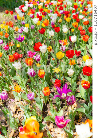 【花素材】一面のチューリップ畑【長野県】 【花素材】一面のチューリップ畑【長野県】 110716407