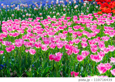 【花素材】一面のチューリップ畑【長野県】 110716439