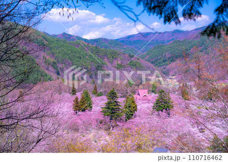 【春素材】高遠城址公園の桜・俯瞰風景【長野県】 110716462