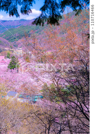 【春素材】高遠城址公園の桜・俯瞰風景【長野県】 110716466