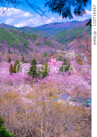 【春素材】高遠城址公園の桜・俯瞰風景【長野県】 【春素材】高遠城址公園の桜・俯瞰風景【長野県】 110716467