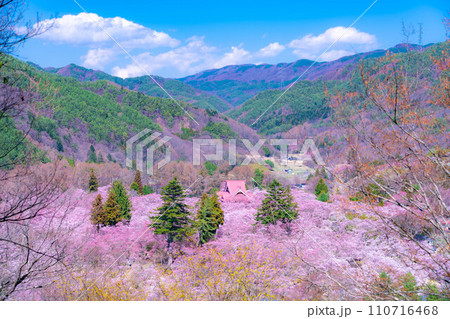 【春素材】高遠城址公園の桜・俯瞰風景【長野県】 110716468