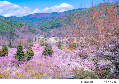 【春素材】高遠城址公園の桜・俯瞰風景【長野県】 110716470