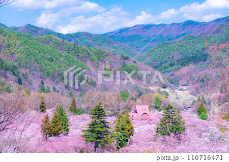 【春素材】高遠城址公園の桜・俯瞰風景【長野県】 【春素材】高遠城址公園の桜・俯瞰風景【長野県】 110716471