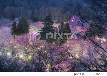 【春素材】高遠城址公園の夜桜・俯瞰風景【長野県】 110716500