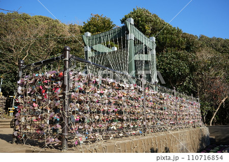 江の島恋人の丘の南京櫨 江の島恋人の丘の南京櫨 110716854