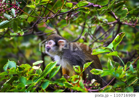Common squirrel monkey sitting on a tree branch in lush foliage Common squirrel monkey sitting on a tree branch in lush foliage 110716909