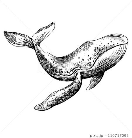 Underwater world clipart with whale. Graphic illustration hand drawn in black ink. Isolated object EPS vector. Underwater world clipart with whale. Graphic illustration hand drawn in black ink. Isolated object EPS vector. 110717092