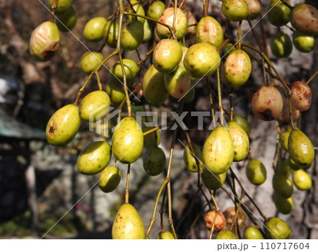 落葉高木「センダン」の実 110717604