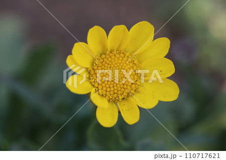 冬の庭に咲く黄色いクリサンセマム・ムルチコーレの花 110717621