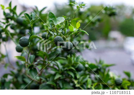 庭の柚　花柚 110718311