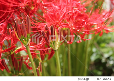 彼岸花 ＊ 曼珠沙華　　　・～・・Red magic lily・・～・　　 110718823