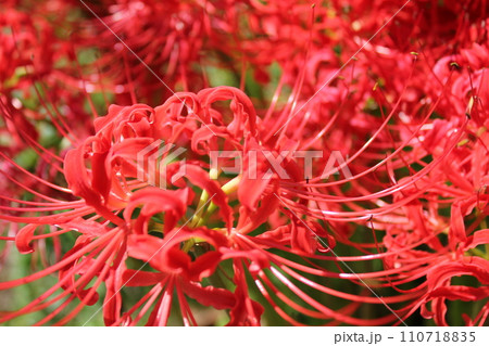 彼岸花 ＊ 曼珠沙華　　　・～・・Red magic lily・・～・　　 110718835