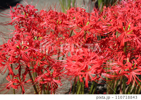 彼岸花 ＊ 曼珠沙華　　　・～・・Red magic lily・・～・　　 110718843