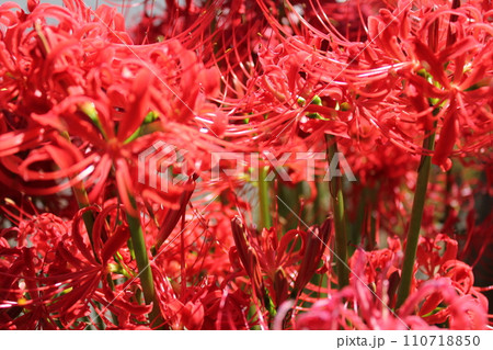 彼岸花 * 曼珠沙華 ・~・・Red magic lily・・~・ 彼岸花 * 曼珠沙華 ・~・・Red magic lily・・~・ 110718850