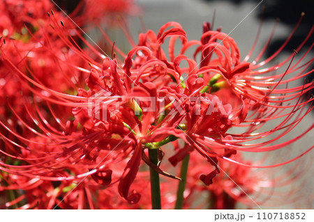 彼岸花 * 曼珠沙華 ・~・・Red magic lily・・~・ 彼岸花 * 曼珠沙華 ・~・・Red magic lily・・~・ 110718852
