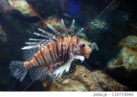 ネッタイミノカサゴ ネッタイミノカサゴ 110719060