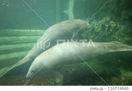 マナティ 110719080