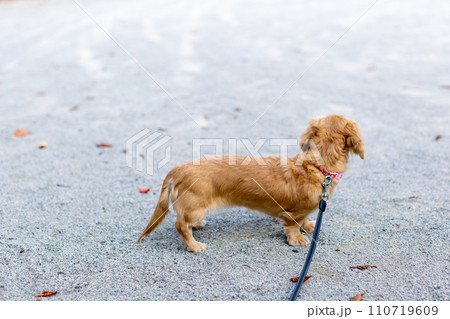公園で散歩をするダックスフンド 110719609