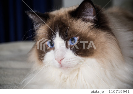 Beautiful young white purebred Ragdoll cat Beautiful young white purebred Ragdoll cat 110719941