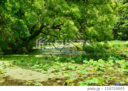 勧修寺　氷室池（京都市山科区） 110720005