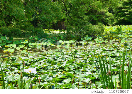 勧修寺　氷室池（京都市山科区） 110720067