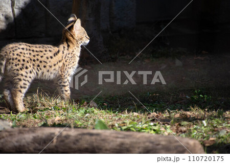 サーバルの子猫 サーバルの子猫 110720175