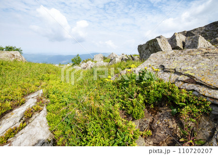 green alpine hills and meadow of carpathians. stones among the grass beneath a sky with clouds. summer vacations in ukrainian mountains green alpine hills and meadow of carpathians. stones among the grass beneath a sky with clouds. summer vacations in ukrainian mountains 110720207