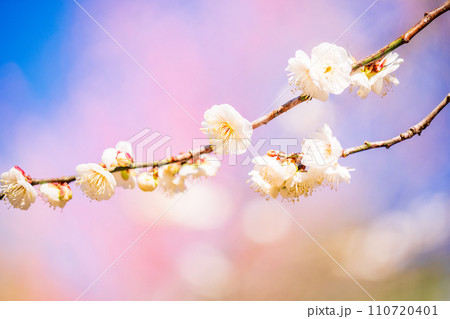 白色系の梅の花　マクロ撮影 110720401