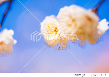 白色系の梅の花　マクロ撮影 110720403