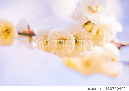 白色系の梅の花　マクロ撮影 110720405