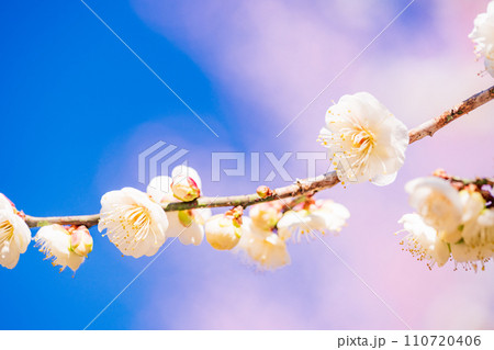 白色系の梅の花　マクロ撮影 110720406