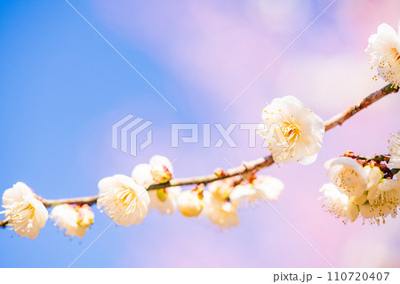 白色系の梅の花　マクロ撮影 110720407