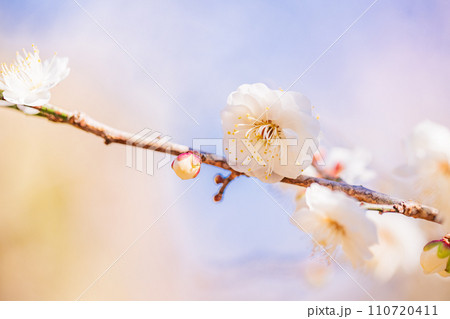 白色系の梅の花　マクロ撮影 110720411