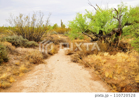 Arizona Desert Arroyo Arizona Desert Arroyo 110720528