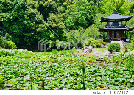 勧修寺　睡蓮が美しい氷室池と観音堂（京都市山科区） 110721123