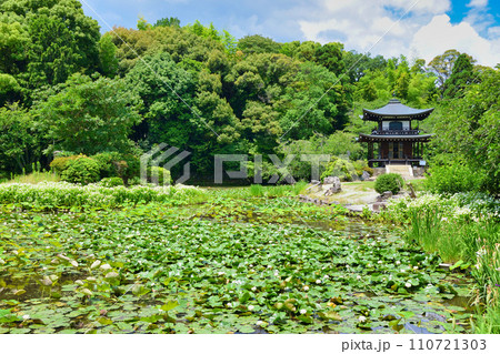 勧修寺　睡蓮が美しい氷室池と観音堂（京都市山科区） 110721303