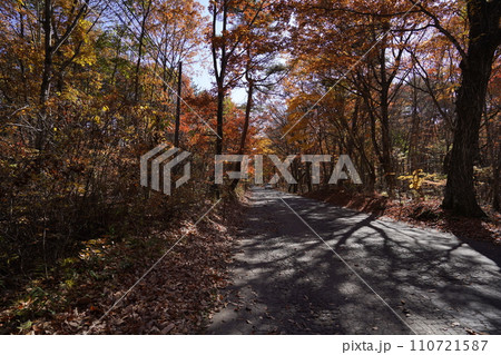 長野県軽井沢　峰の茶屋から白糸ハイランドウエーを通り、旧軽井沢方面に向かう道　2023年10月31日 110721587