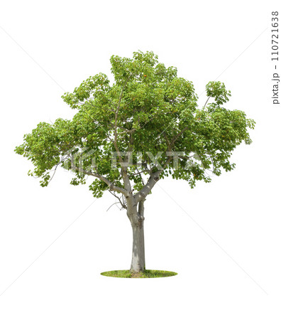 Tree isolated on white background, tropical trees isolated used for design. 110721638