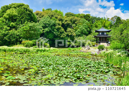 勧修寺 睡蓮が美しい氷室池と観音堂(京都市山科区) 勧修寺 睡蓮が美しい氷室池と観音堂(京都市山科区) 110721645