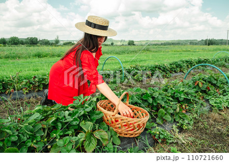 Crop woman put strawberries in basket 110721660
