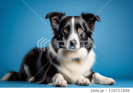 amazing healthy and happy adult black and white border collie on the blue background 110721806