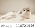 white bicolor scottish fold cat looking open yellow eyes, close-up portrait. kittenbreed 110721956
