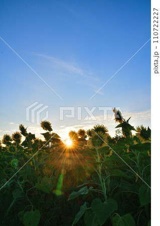 八米のひまわり畑（新潟県） 110722227